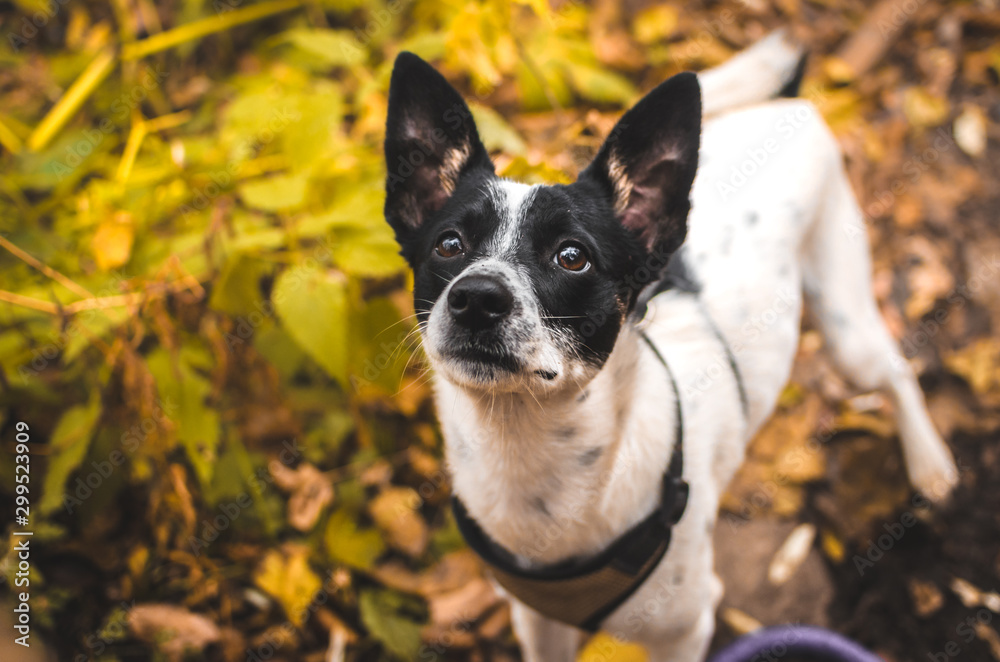 Dog expectantly awaiting rewards on the background of autumn leaves, portrait of basenji