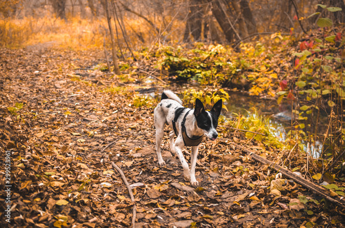 Dog walks in atmospheric orange forest, full length basenji photo