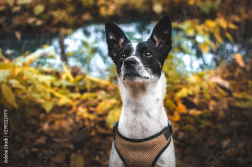 Beautiful dog on a background of atmospheric forest, leaves and a pond, portrait of basenji