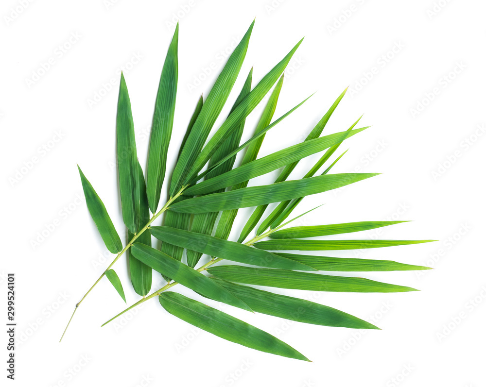 Fototapeta premium Liście bambusa.