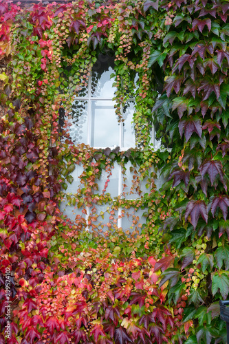 Colorful red orange autumn leaves folliage selective focus, autumn leaves texture photo