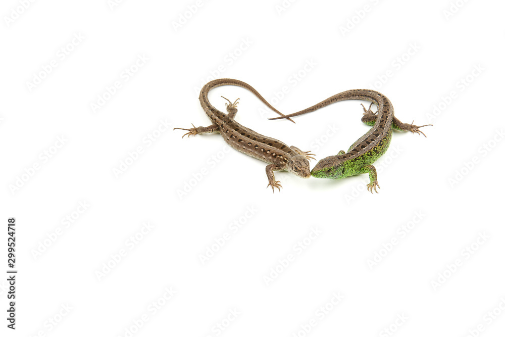 two animals formed a heart on a white background. two animals formed a heart on a white background.