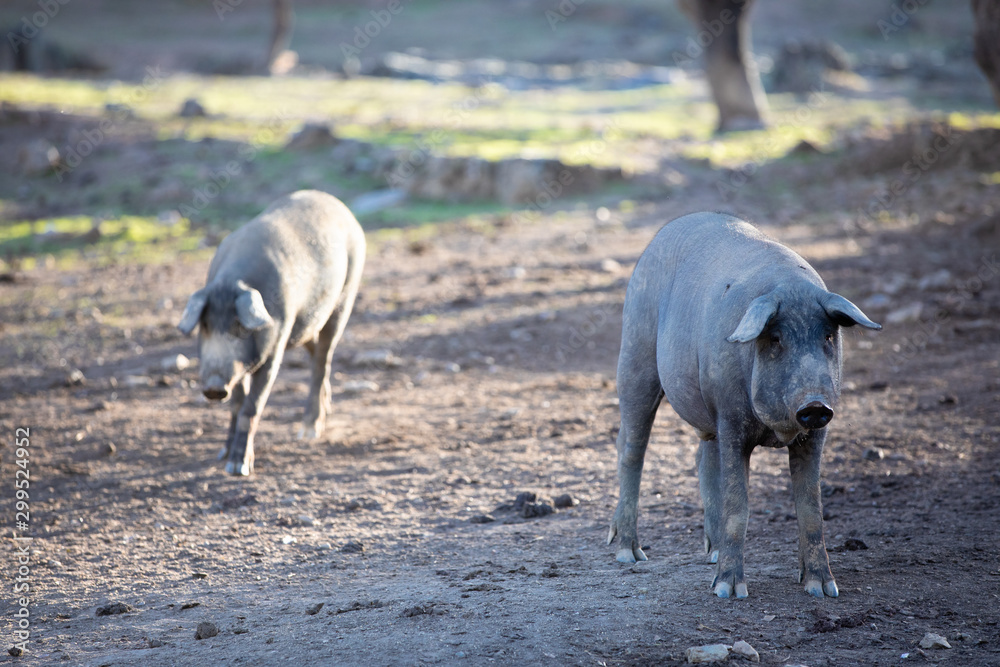 iberian pigs eating in the countryside freely iberian pigs eating in the countryside freely