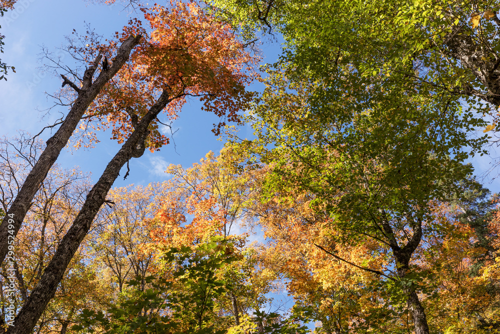 View of colorful autumn trees. Indian Summer in Canada