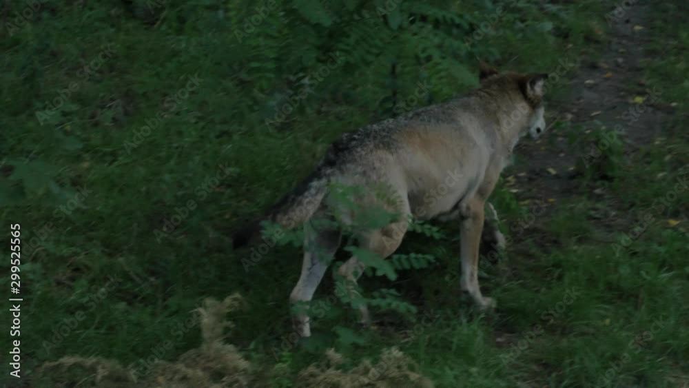 Wild male or female wolf walking or running in slow motion the forest green grass summer time close to the trees Wild male or female wolf walking or running in slow motion the forest green grass summer time close to the trees