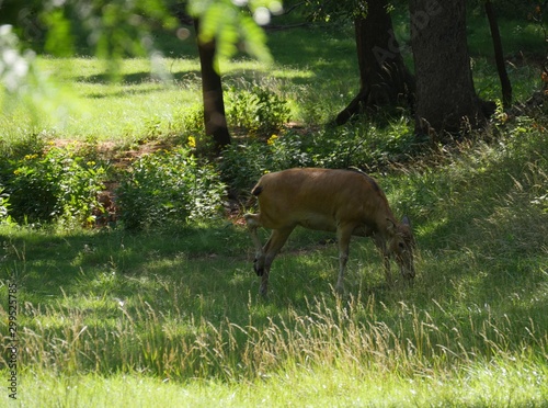 Wide shot of a deer eating grass in the meadow