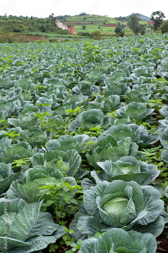 Naklejka premium Cabbage planting field at harvesting stage, leafy agriculture