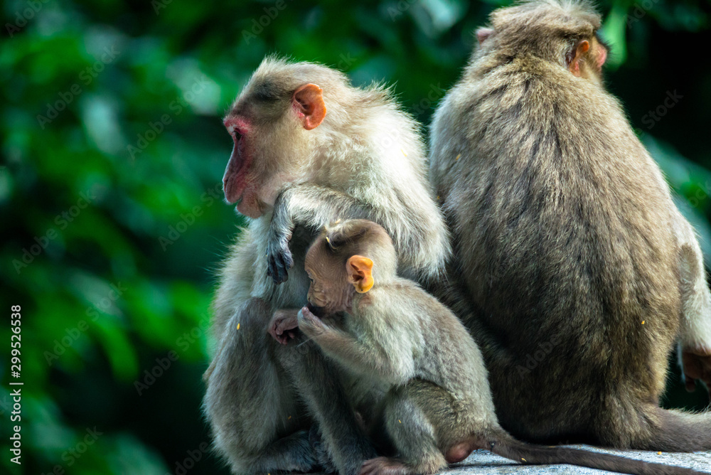 monkey family monkey family