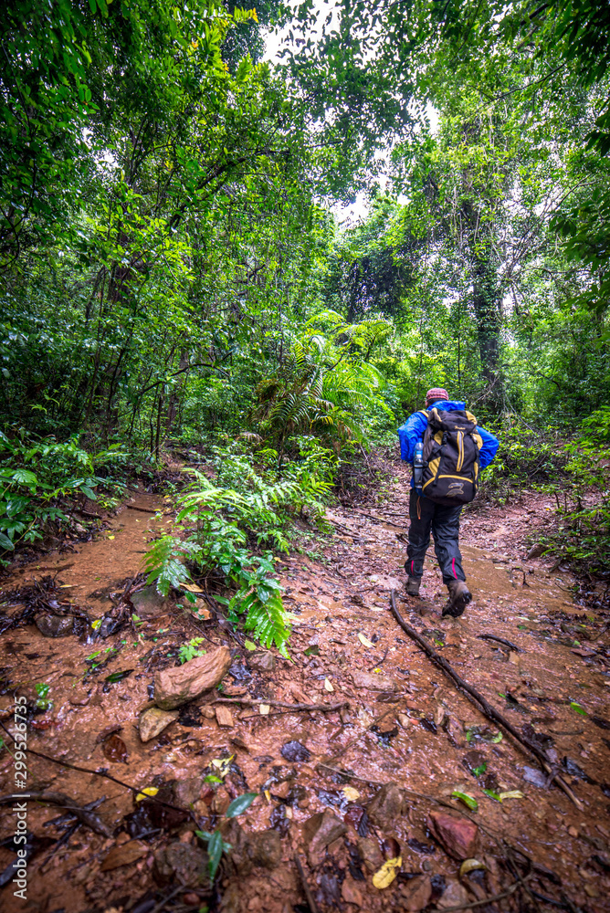 Fototapeta premium into forest