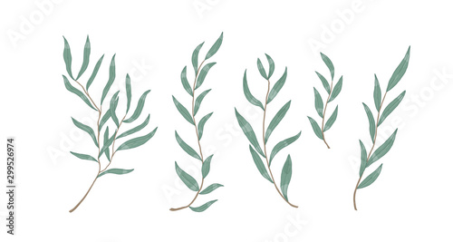 Willow eucalyptus branches with leaves vector illustration