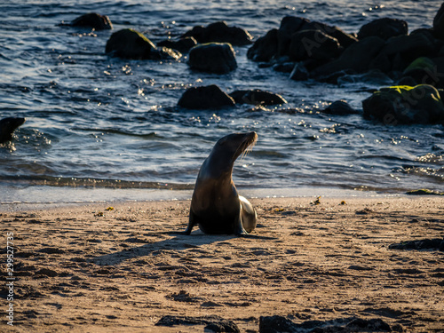 Galapagos wildlife