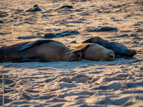 Galapagos wildlife