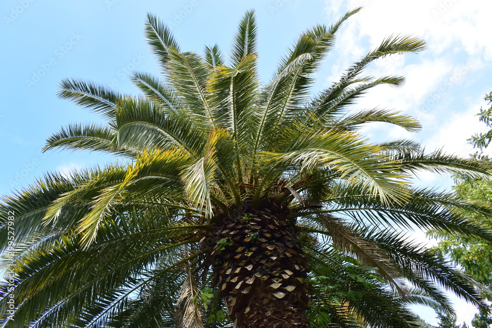 Fototapeta premium palm in the sky