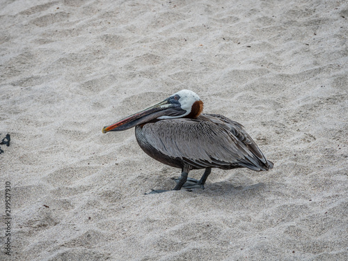 Galapagos wildlife