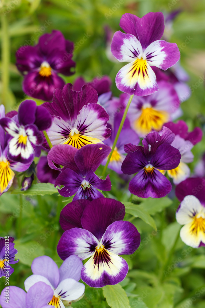 garden flowers violet close up on background of grass garden flowers violet close up on background of grass