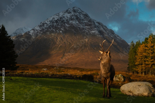 Red Deer Stag, Glencoe, Lochaber, Scotland, Highlands, UK.