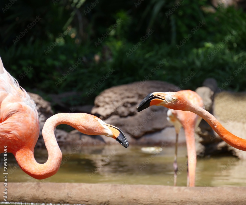 Fototapeta premium Close up of the heads of two flamingoes at a pond