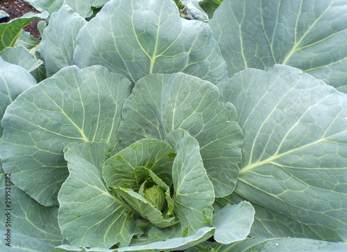 Cabbage leaves closeup. Growing vegetables at home. Healthy and proper nutrition.