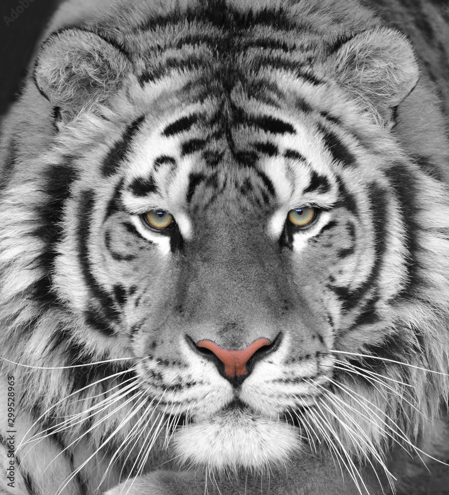 Fototapeta Głowa białego pięknego tygrysa