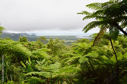 Daintree National Park tropical rainforest, Australia