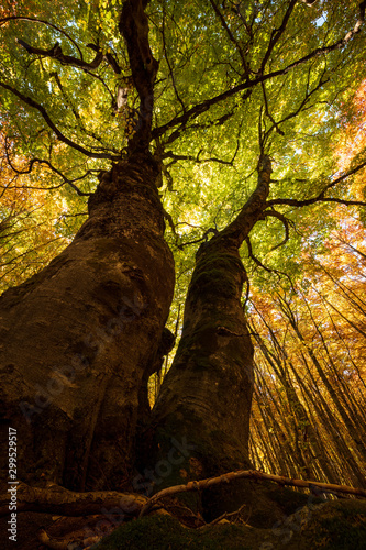 Mighty old trees in autumn foliage from low angle, Abruzzo, Italy
 photo
