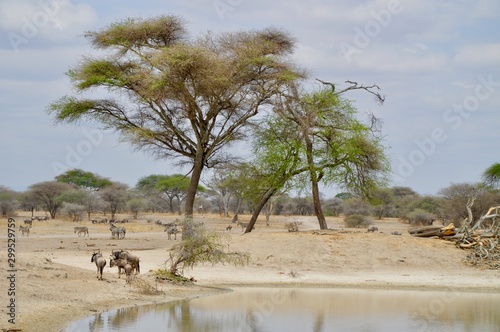 Animal sighting in Tanzanian savannah 