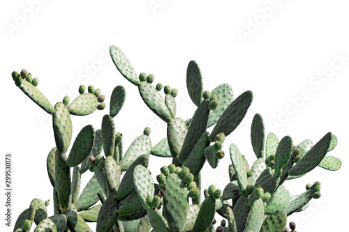 Opuntia cactus isolated on white background. Cactus field. Sabres, fruits of Opuntia ficus-indica. Barbary fig, cactus pear, spineless cactus or prickly pear.