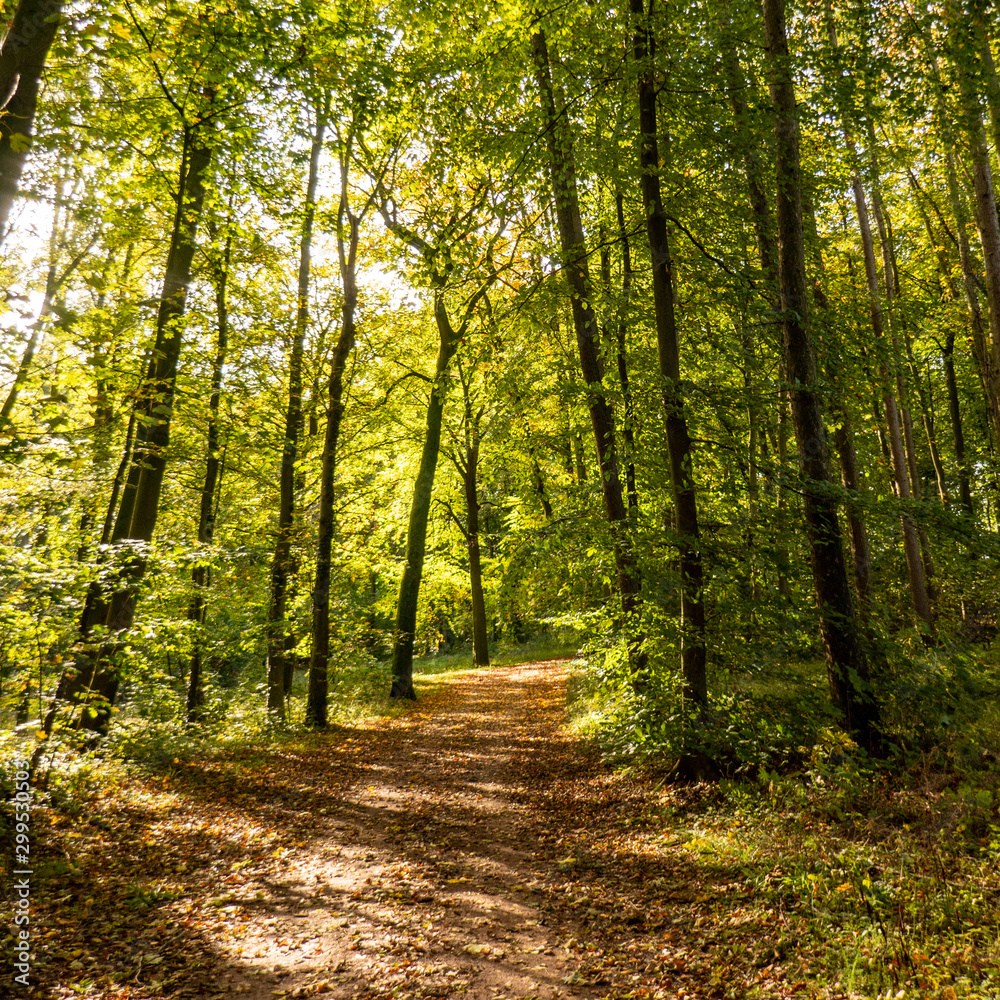 Fototapeta premium path in the autumn forest