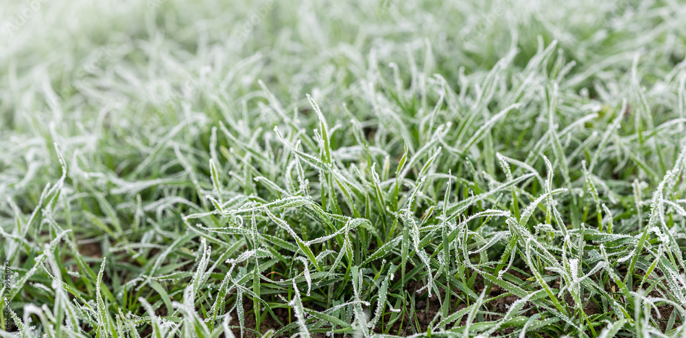 Hoarfrost on green grass, close up. Morning time. Wide angle natural background theme Hoarfrost on green grass, close up. Morning time. Wide angle natural background theme