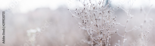 Plants covered hoarfrost, soft haze envelops environment. Beauty of nature, morning time. Wide angle natural background theme, banner format