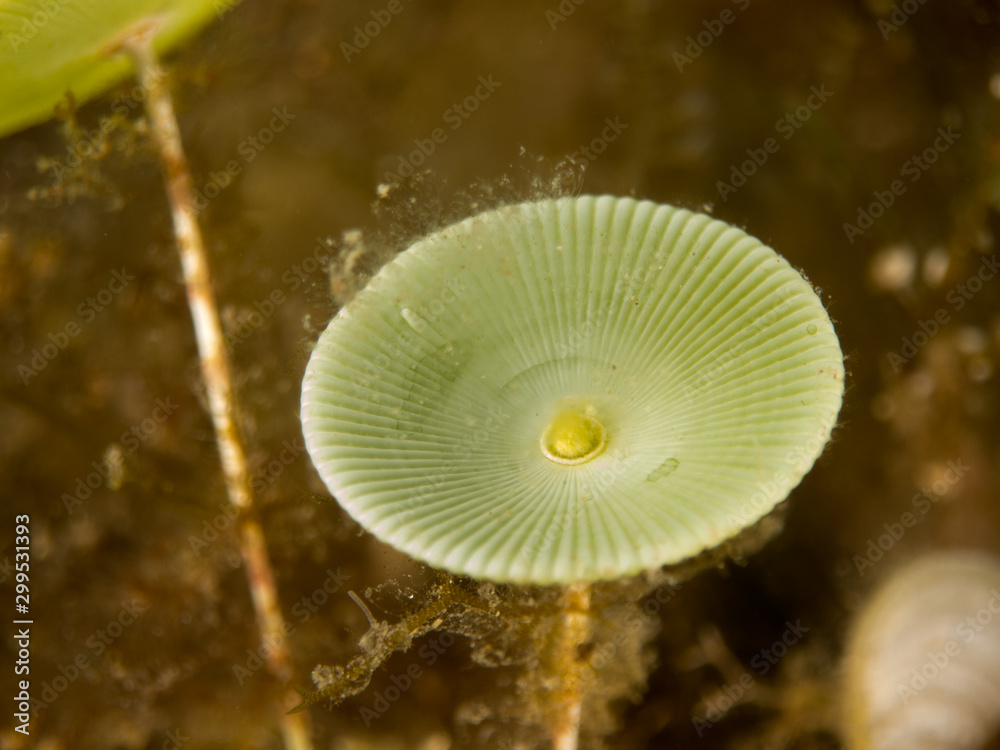 Sporigrapher in the sea Sporigrapher in the sea