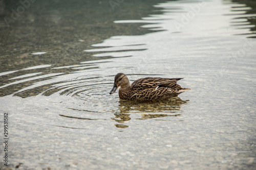 Wild ducks on lake shore in Austria
