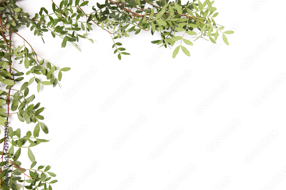 white background with border of green branches with leaves on two sides in the corner.