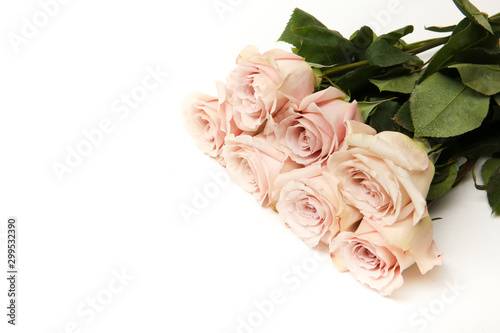white background of blooming pastel pink flowers. roses on white background with copy space