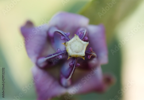 Royal purple flower with it's sculpted arches and king crown in a pentagonal shape photo