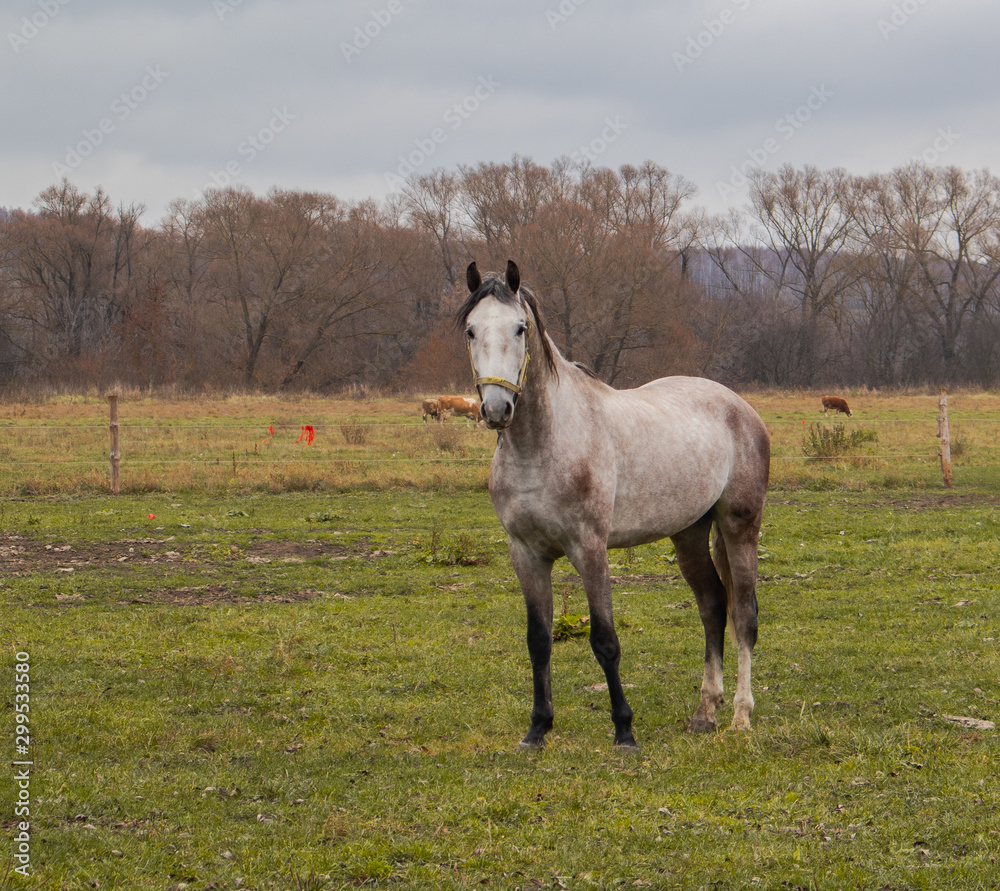 Obraz premium horse in the field