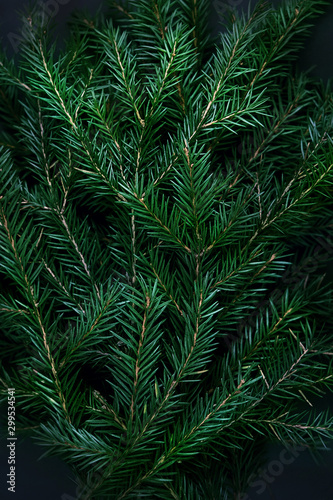 surface of Christmas tree, deep shadows. Winter nature flat lay of green fir branches. Trendy greeting Christmas background. Minimal concept. close up. soft selective focus