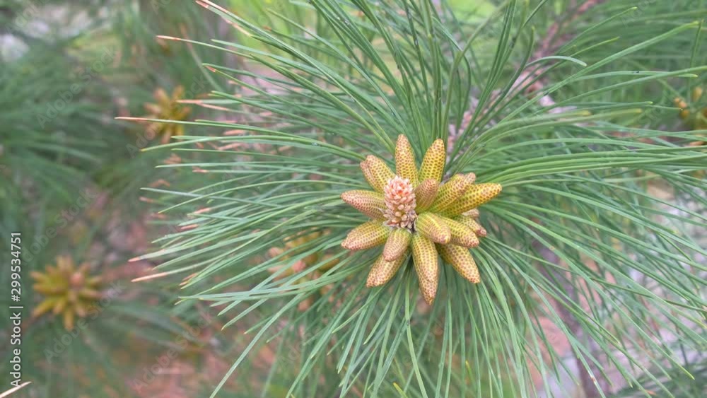 Small young cones looks like amazing flowers on pine tree branches, closeup. Growing beautiful pine cones among pine needles. Trees on wild nature, pine's life cycle morphology.