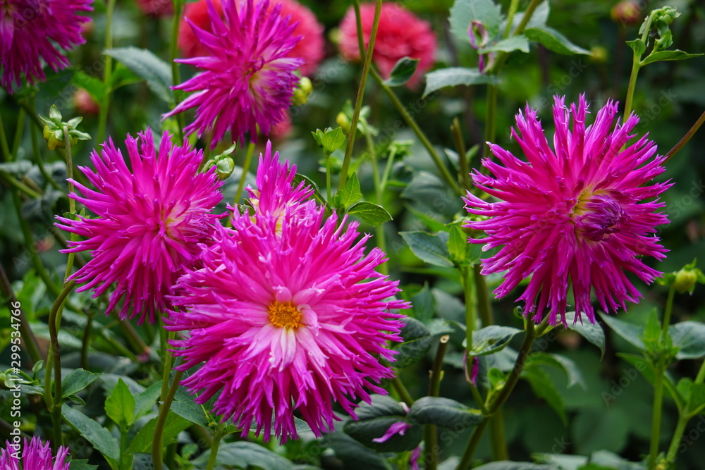 Fototapeta premium Dahlia Veritable