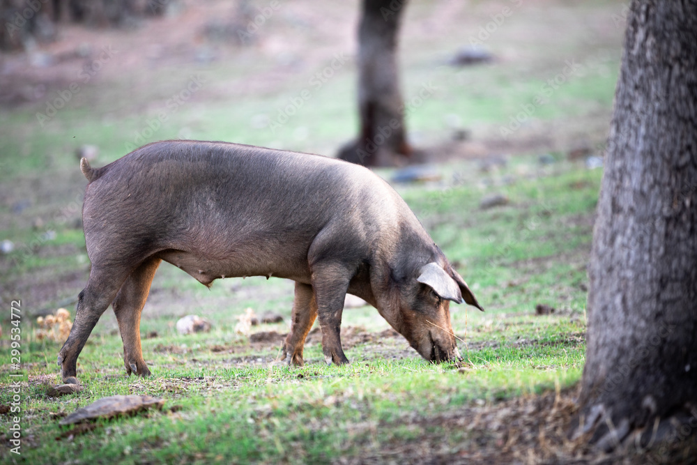 iberian pigs eating in the countryside freely iberian pigs eating in the countryside freely