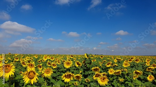Sunflower field in Holambra  Sao Paulo  Brazil 