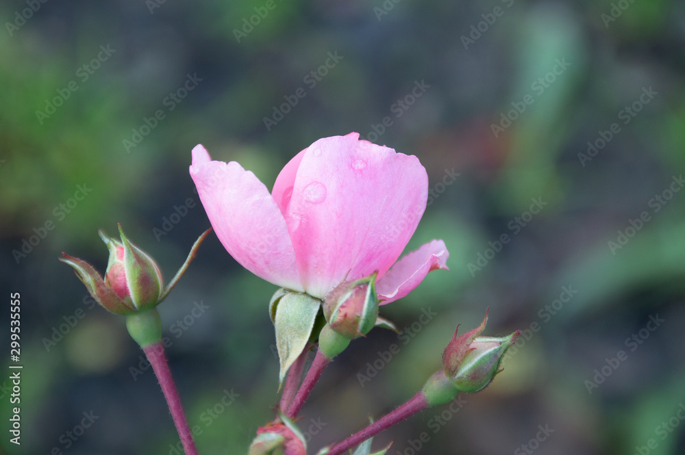 pink flower rose hip in autumn pink flower rose hip in autumn