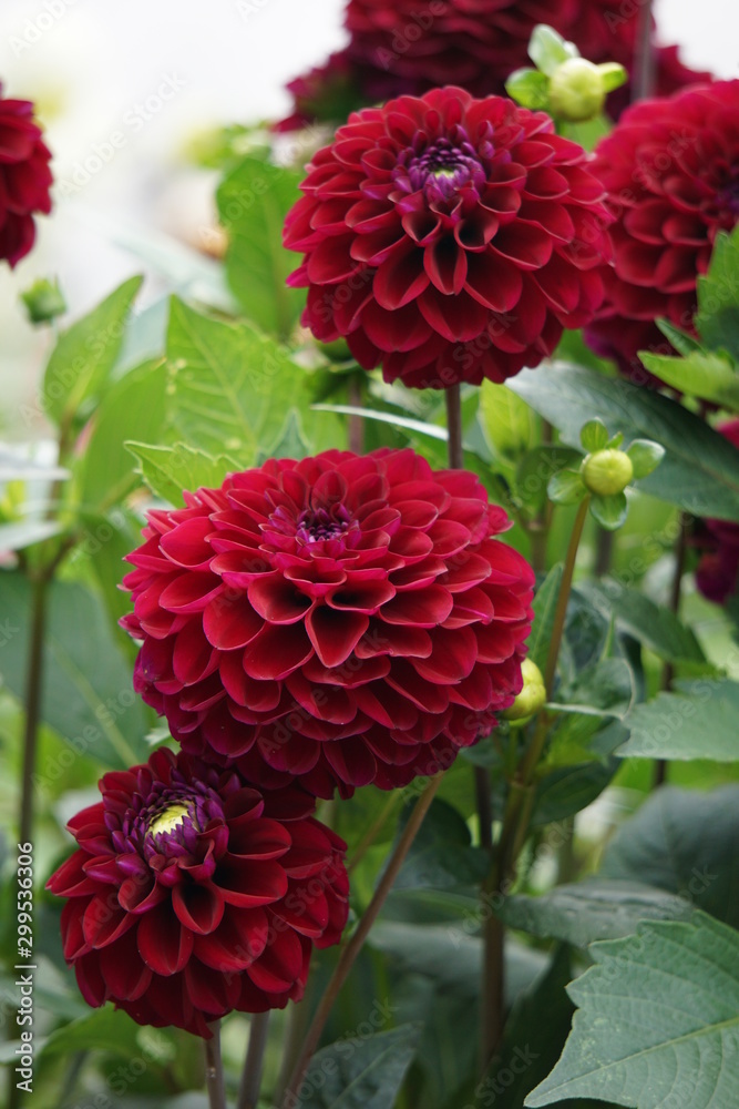 Dahlia Zirconia Dahlia Zirconia