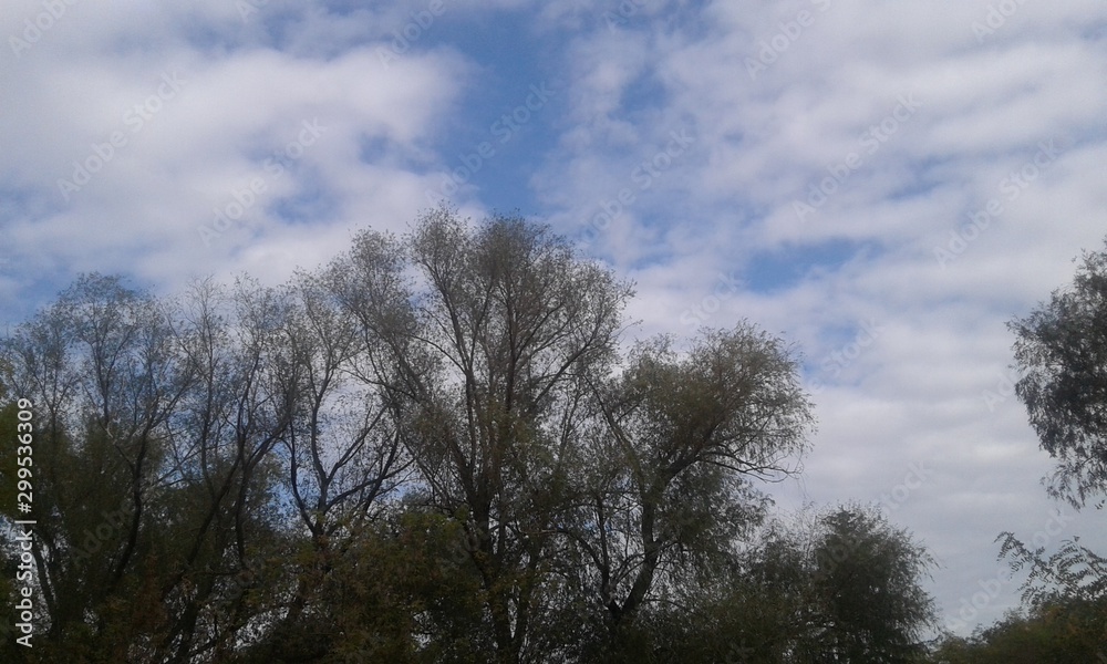tree and sky, sky, tree, clouds, nature, blue, landscape, trees, cloud tree and sky, sky, tree, clouds, nature, blue, landscape, trees, cloud