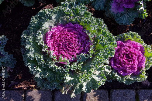 Kapusta ozdobna (Brassica oleracea)