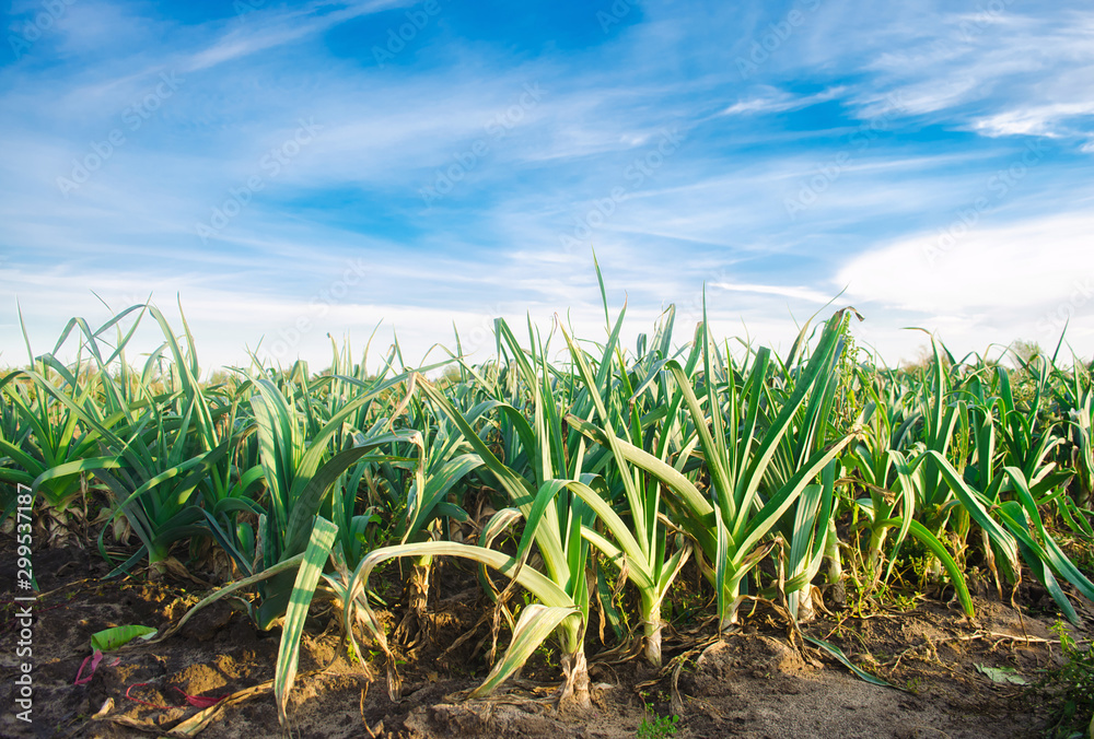 Fototapeta premium Leek plantations in the bright sunny day. Growing organic vegetables. Eco-friendly products. Agriculture and farming. Agribusiness. Plantation cultivation. Selective focus