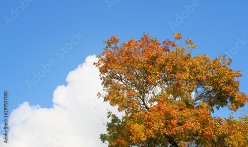 orange color leaves and tree in autumn photo