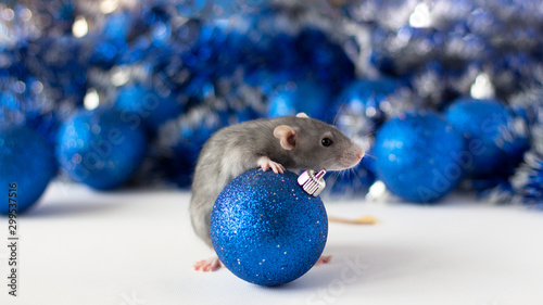 Cute grey little rat looking in frame and hugs blue Christmas ball on the soft light beige background with beautiful blue and silver blur