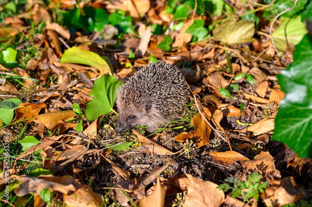 Young hedgehog (Erinaceus Europaeus) in the garden between dry foliage on a sunny autumn day. Young hedgehog (Erinaceus Europaeus) in the garden between dry foliage on a sunny autumn day.
