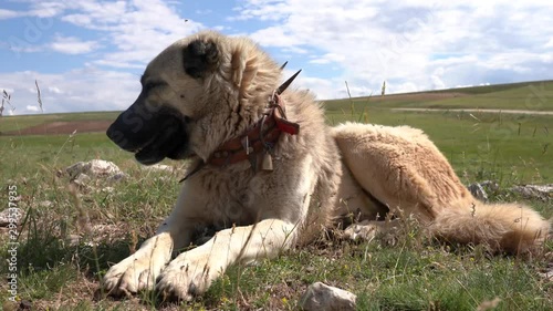 Anatolian shepherd dog checking around to protect sheep herd photo